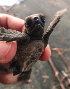 Hawksbill hatchling, Hawksbill hatchling, Coral Cove, August 2020