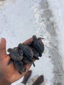Rescued Baby Turtles